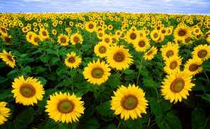 800px-Sunflowers