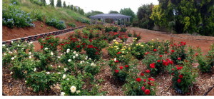 Peace Rose Garden