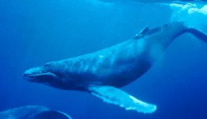 Humpback_Whale_underwater_shot