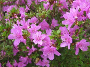 800px-Rhododendron_kiusianum_in_Ebino