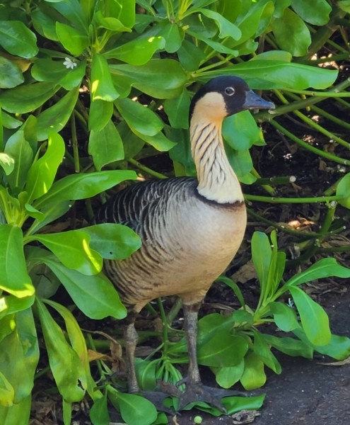 Nene Bird