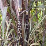 Hawaiian Sugar Cane