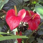 Anthurium