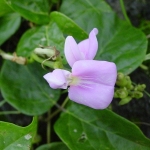 Mauna Loa Vine