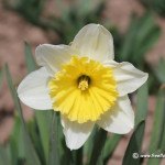 narcissus-flower_33