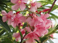 oleander-flower-classified-under-nerium-genus