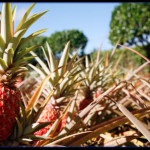 Dole Plantation