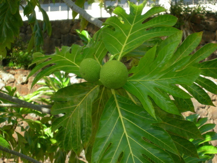 Ulu Breadfruit